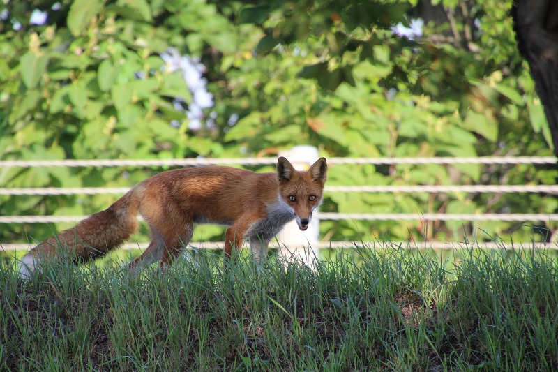 ファイル 91-1.jpg