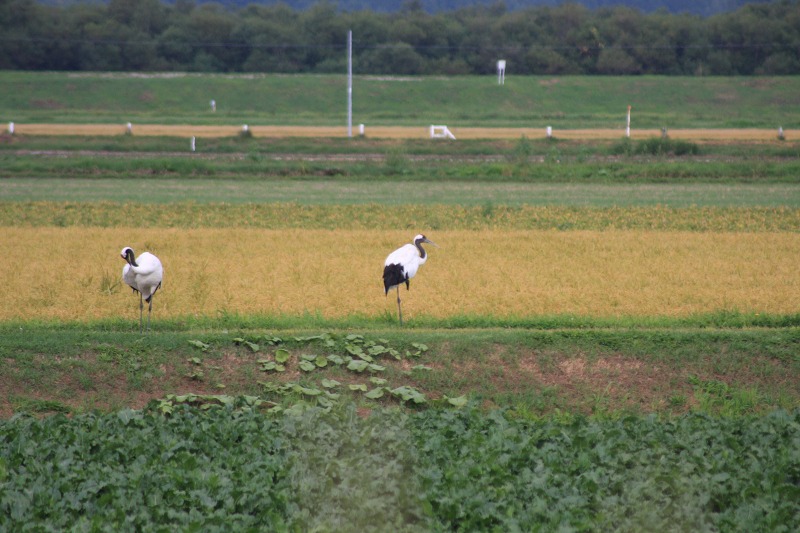 ファイル 99-1.jpg