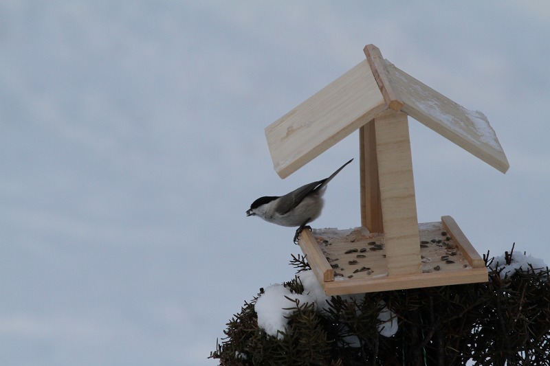 ファイル 11-1.jpg