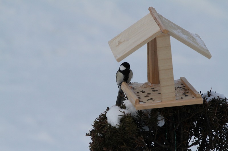 ファイル 11-3.jpg