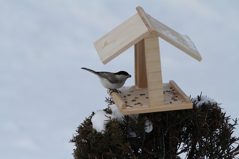 ファイル 11-5.jpg