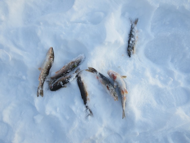 ファイル 17-3.jpg