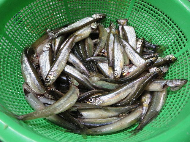 ファイル 17-9.jpg