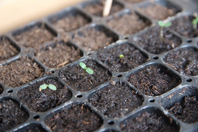 ファイル 21-8.jpg