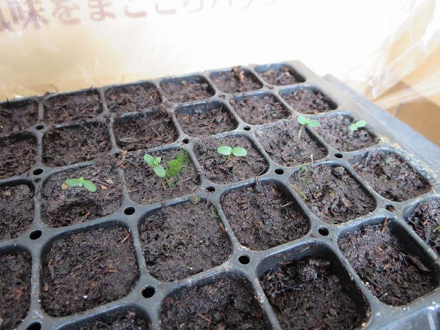 ファイル 24-6.jpg