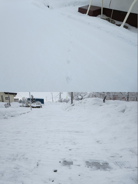 ファイル 25-1.jpg