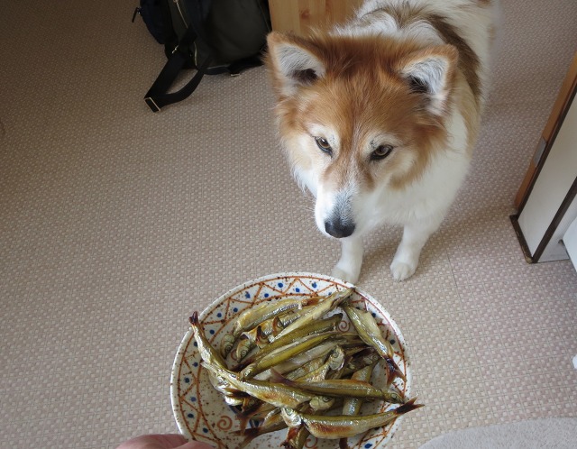 ファイル 27-8.jpg