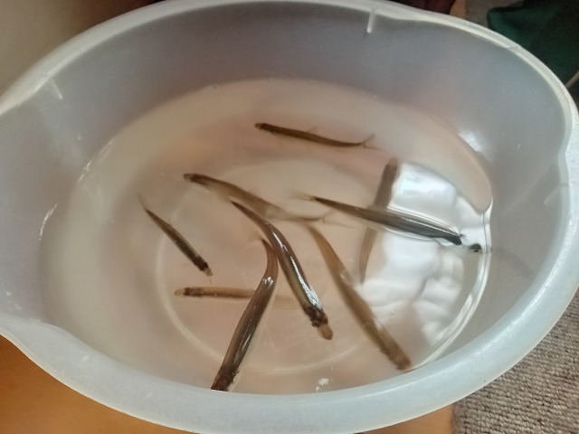 ファイル 34-8.jpg