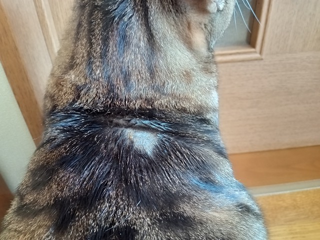 ファイル 34-9.jpg