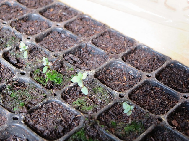 ファイル 35-2.jpg