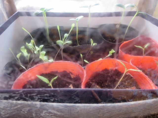 ファイル 35-3.jpg