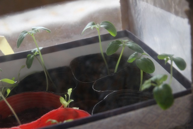 ファイル 42-2.jpg