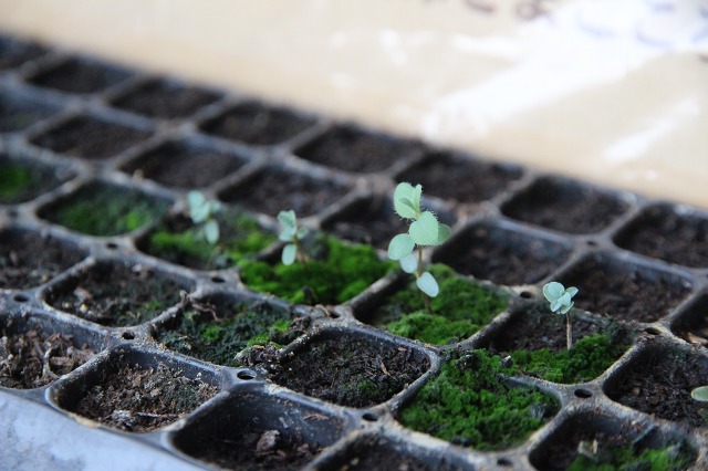 ファイル 42-3.jpg