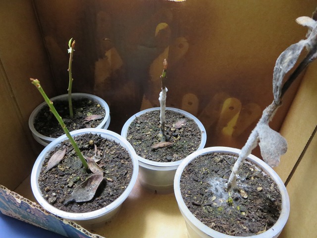 ファイル 42-4.jpg