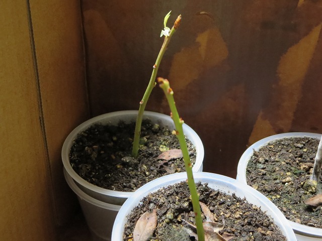 ファイル 42-5.jpg