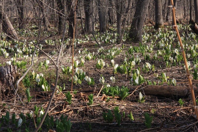 ファイル 43-3.jpg