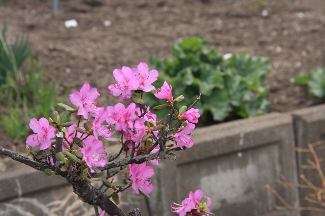 ファイル 44-1.jpg