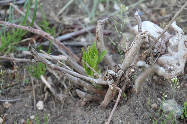 ファイル 55-5.jpg