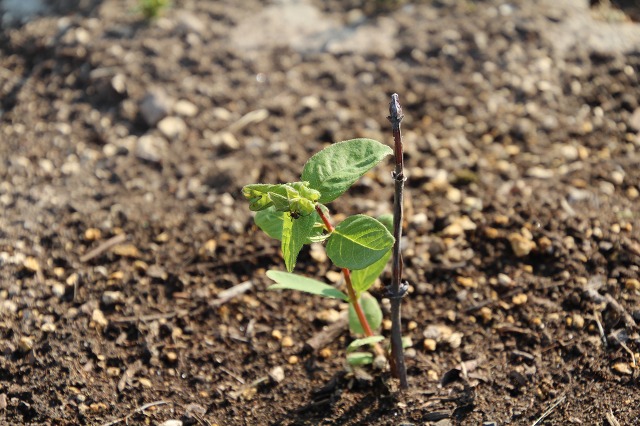 ファイル 55-6.jpg