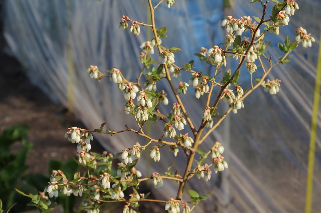 ファイル 55-7.jpg