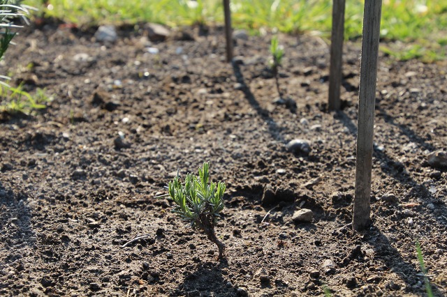 ファイル 55-8.jpg