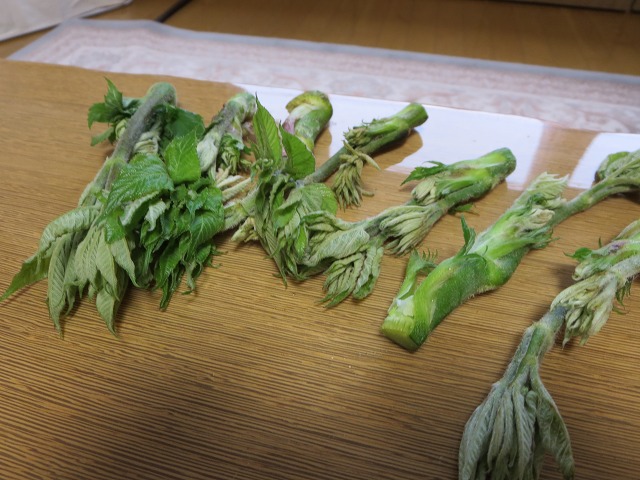 ファイル 57-7.jpg