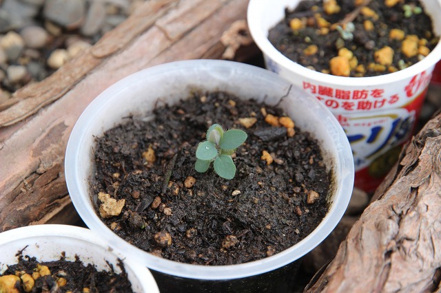 ファイル 58-2.jpg