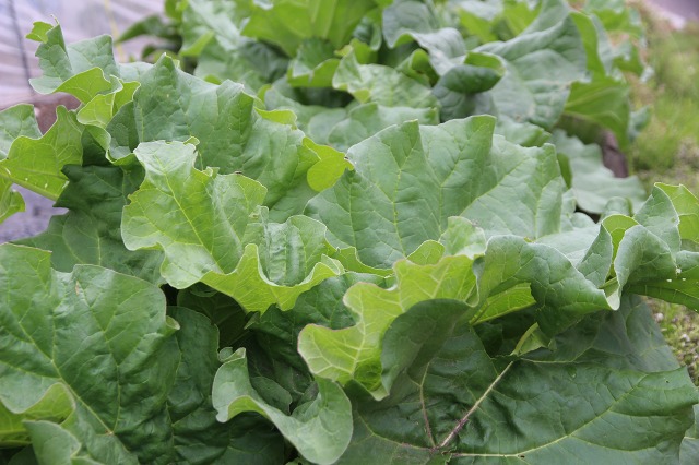 ファイル 59-4.jpg