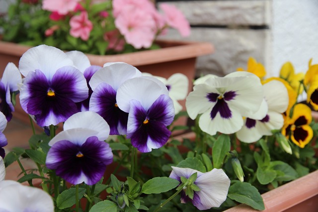 ファイル 59-5.jpg