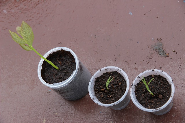 ファイル 60-1.jpg