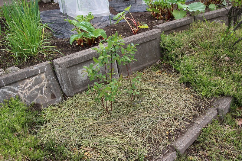 ファイル 62-1.jpg