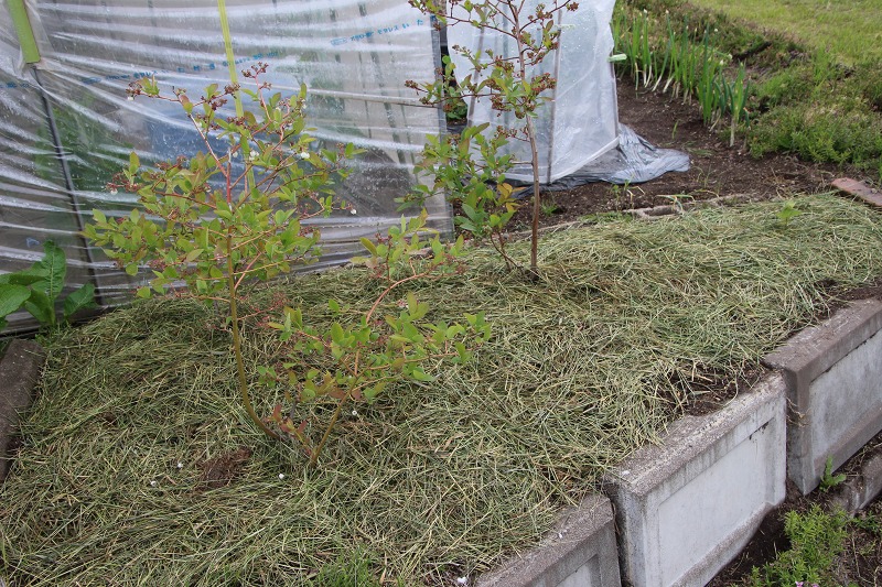 ファイル 62-2.jpg