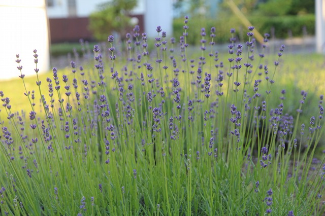 ファイル 66-1.jpg