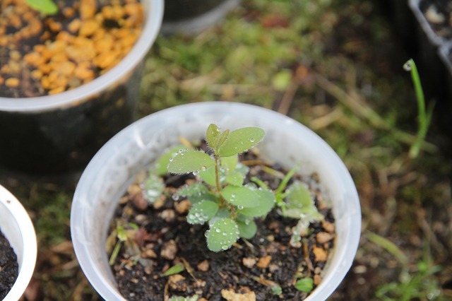 ファイル 66-2.jpg