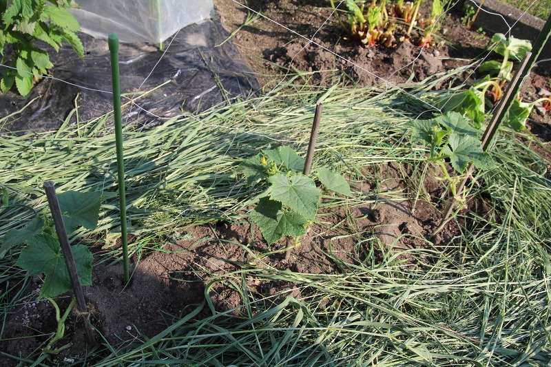 ファイル 67-1.jpg