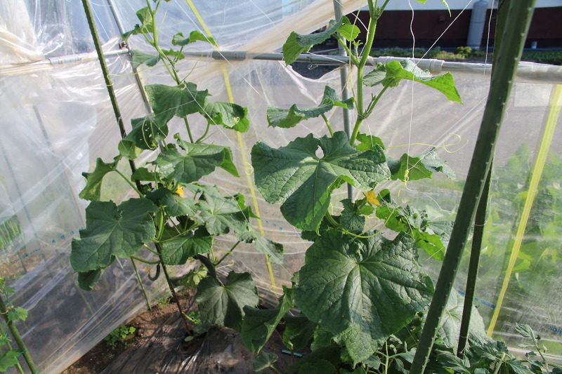 ファイル 67-2.jpg