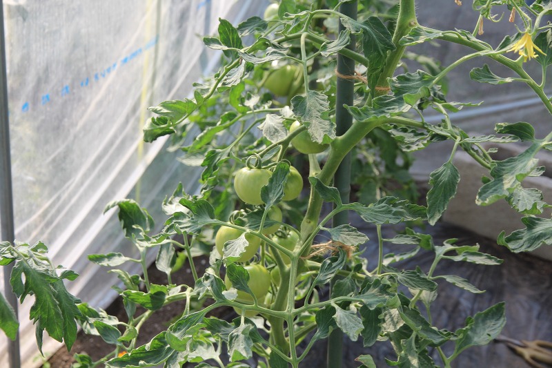 ファイル 67-9.jpg