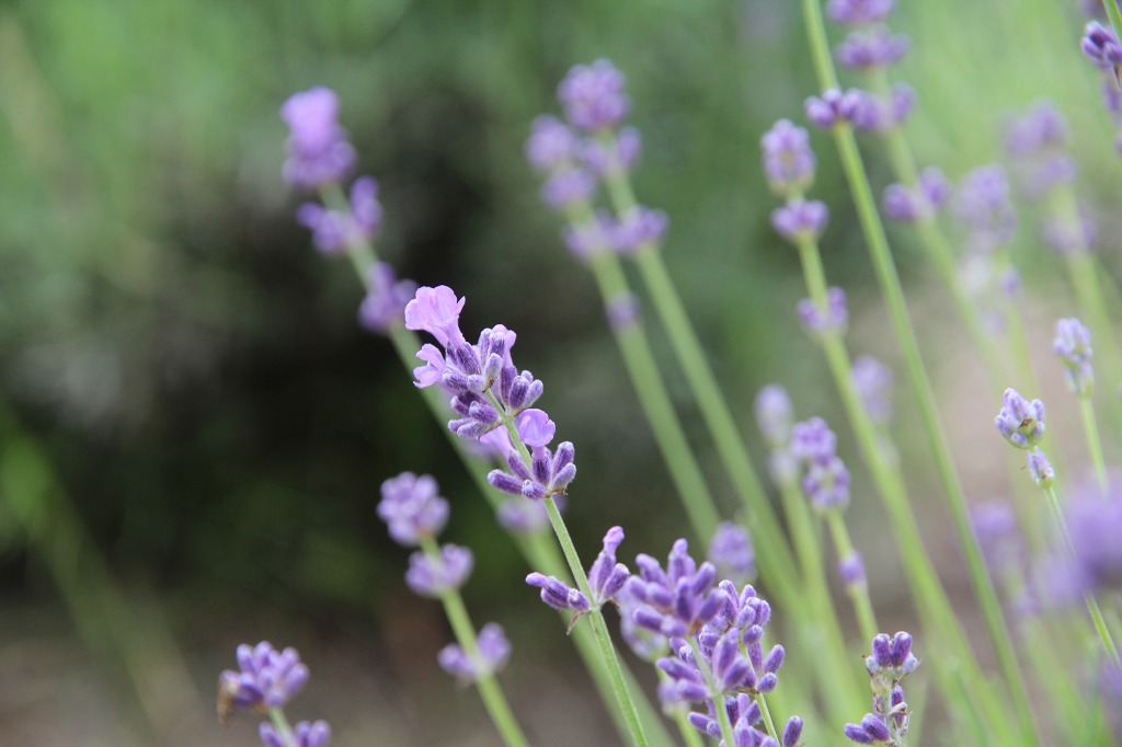 ファイル 69-1.jpg