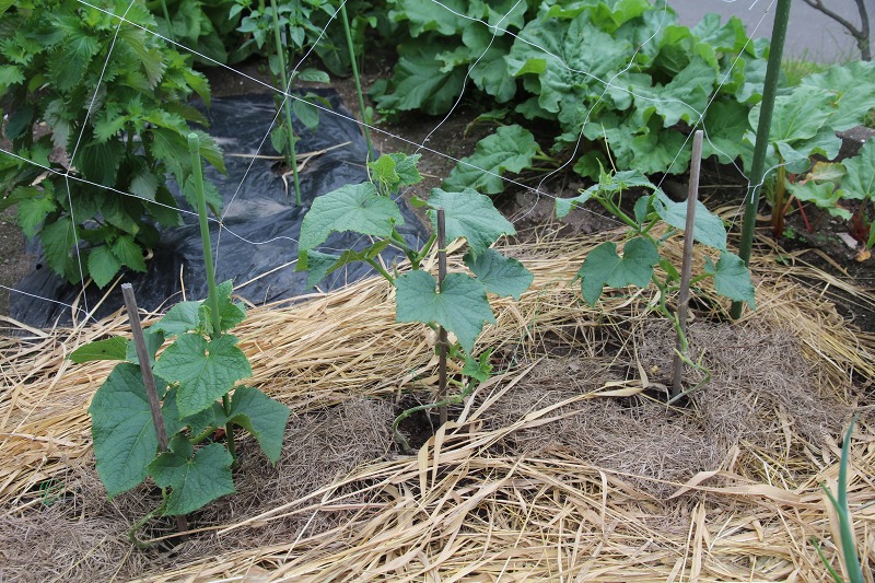 ファイル 69-8.jpg