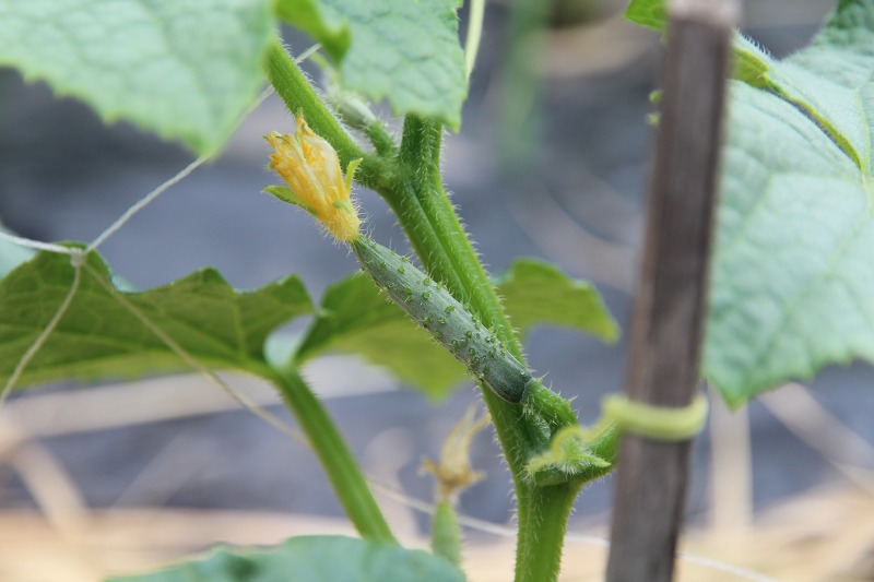 ファイル 69-9.jpg