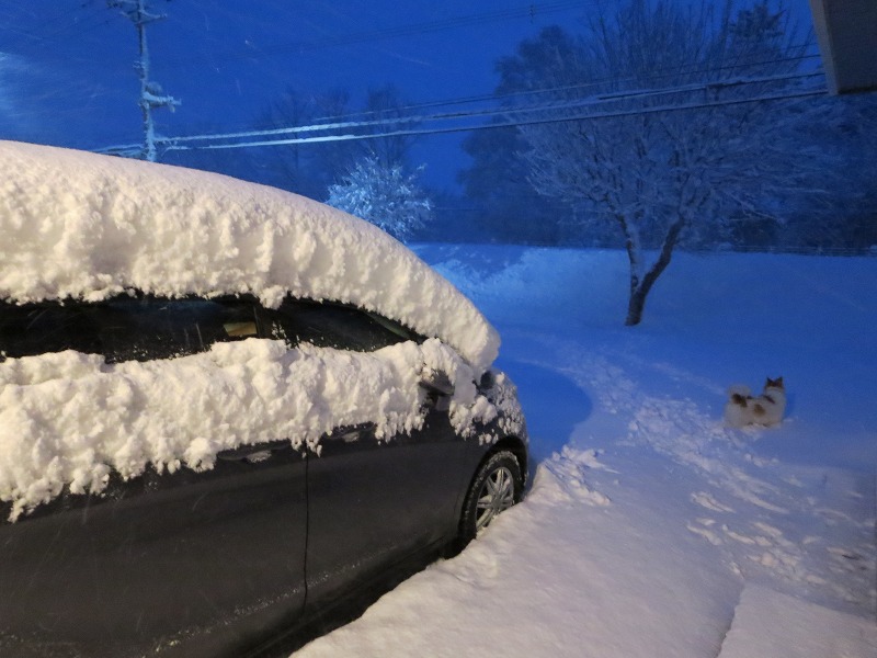 ファイル 7-1.jpg