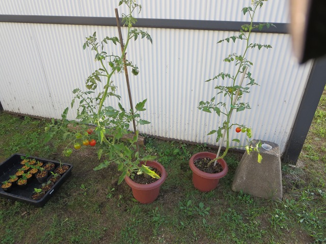 ファイル 101-4.jpg