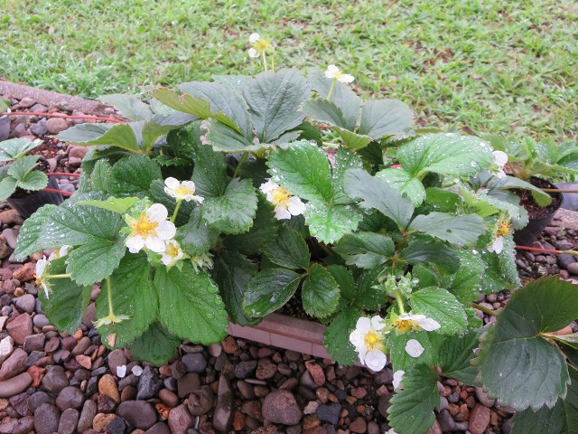 ファイル 102-3.jpg