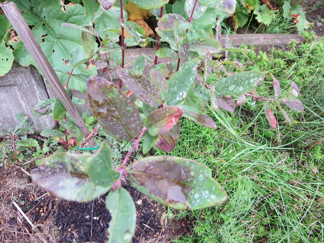 ファイル 102-4.jpg