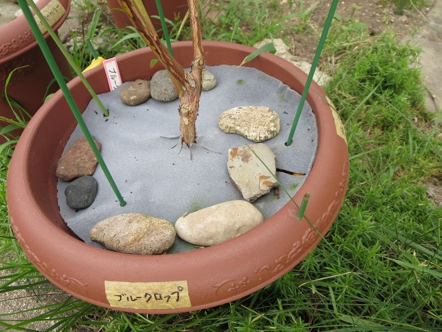 ファイル 103-1.jpg