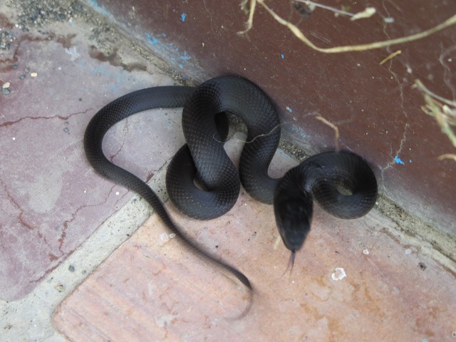 ファイル 103-4.jpg