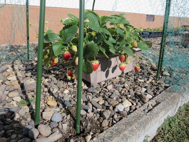 ファイル 112-3.jpg