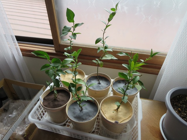 ファイル 113-2.jpg