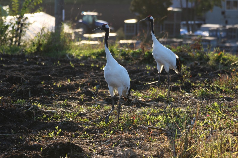 ファイル 114-1.jpg