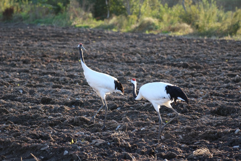 ファイル 114-3.jpg